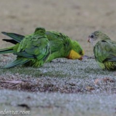 Polytelis swainsonii (Superb Parrot) at Federal Golf Course - 23 Feb 2019 by BIrdsinCanberra