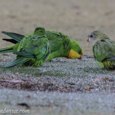 Polytelis swainsonii (Superb Parrot) at Federal Golf Course - 23 Feb 2019 by BIrdsinCanberra