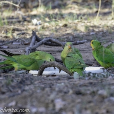 Polytelis swainsonii (Superb Parrot) at Hughes, ACT - 23 Feb 2019 by BIrdsinCanberra