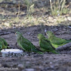 Polytelis swainsonii at Hughes, ACT - 24 Feb 2019