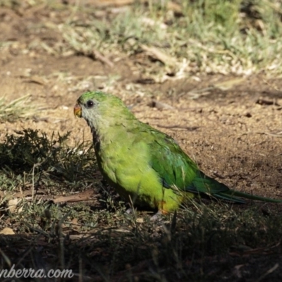 Polytelis swainsonii (Superb Parrot) at Hughes, ACT - 23 Feb 2019 by BIrdsinCanberra