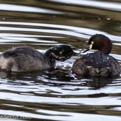 Tachybaptus novaehollandiae (Australasian Grebe) at Federal Golf Course - 24 Feb 2019 by JonSteinbeck