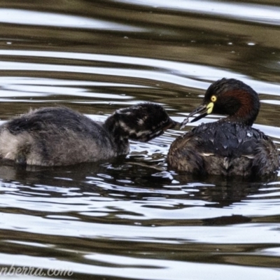 Tachybaptus novaehollandiae (Australasian Grebe) at Federal Golf Course - 24 Feb 2019 by JonSteinbeck