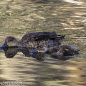 Anas gracilis at Red Hill, ACT - 24 Feb 2019