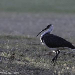 Threskiornis spinicollis at Garran, ACT - 24 Feb 2019