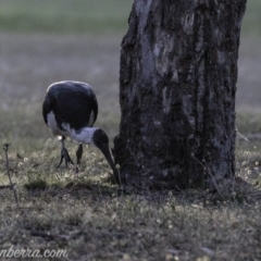 Threskiornis spinicollis at Garran, ACT - 24 Feb 2019