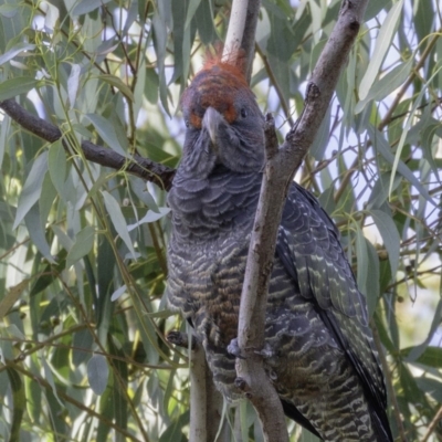 Callocephalon fimbriatum (Gang-gang Cockatoo) at Hughes, ACT - 24 Feb 2019 by JonSteinbeck