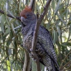 Callocephalon fimbriatum at Hughes, ACT - suppressed