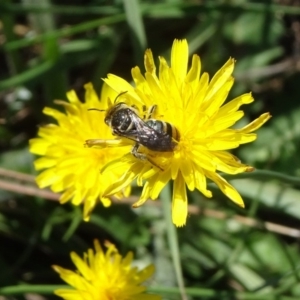 Lipotriches (Austronomia) australica at Reid, ACT - 1 Mar 2019 10:57 AM