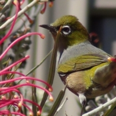 Zosterops lateralis (Silvereye) at Bermagui, NSW - 16 Sep 2018 by LokiLambert