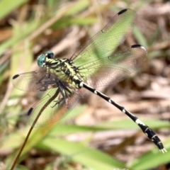 Austrogomphus (Pleiogomphus) amphiclitus (Pale Hunter) at Mogo, NSW - 26 Feb 2019 by jbromilow50