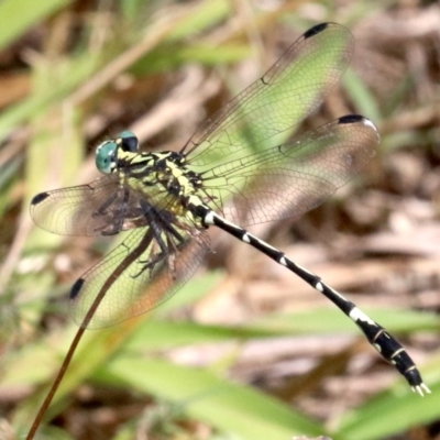 Austrogomphus (Pleiogomphus) amphiclitus (Pale Hunter) at Mogo, NSW - 26 Feb 2019 by jbromilow50