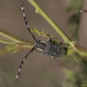 Ancita marginicollis at The Pinnacle - 26 Feb 2019 09:37 AM