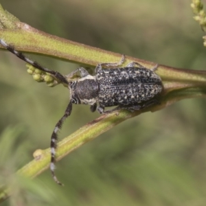 Ancita marginicollis at The Pinnacle - 26 Feb 2019 09:37 AM