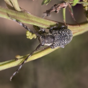 Ancita marginicollis at The Pinnacle - 26 Feb 2019