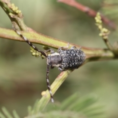 Ancita marginicollis at The Pinnacle - 26 Feb 2019 09:37 AM