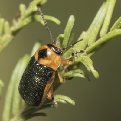 Aporocera (Aporocera) consors (A leaf beetle) at Weetangera, ACT - 25 Feb 2019 by Alison Milton