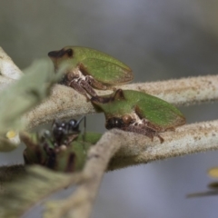 Sextius virescens (Acacia horned treehopper) at Weetangera, ACT - 25 Feb 2019 by Alison Milton