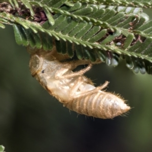 Cicadettini sp. (tribe) at Weetangera, ACT - 26 Feb 2019