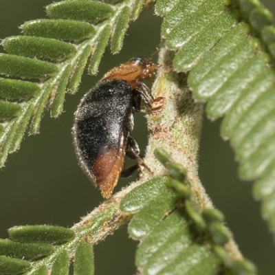 Cryptolaemus montrouzieri (Mealybug ladybird) at Weetangera, ACT - 25 Feb 2019 by AlisonMilton