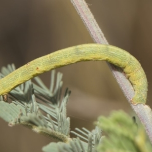 Geometridae (family) IMMATURE at Weetangera, ACT - 26 Feb 2019 09:42 AM