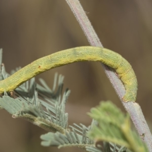 Geometridae (family) IMMATURE at Weetangera, ACT - 26 Feb 2019 09:42 AM