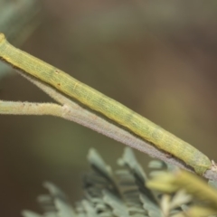 Geometridae (family) IMMATURE at Weetangera, ACT - 26 Feb 2019 09:42 AM