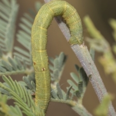 Geometridae (family) IMMATURE at Weetangera, ACT - 26 Feb 2019