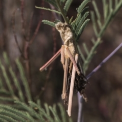 Psychidae (family) IMMATURE at Weetangera, ACT - 26 Feb 2019