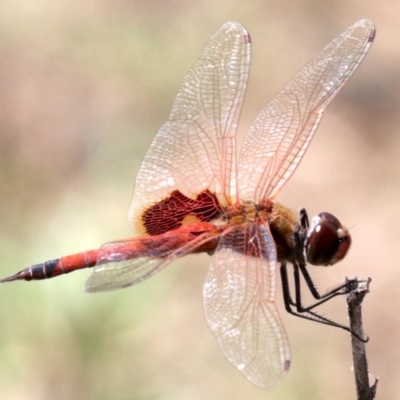 Tramea loewii (Common Glider) at Mogo, NSW - 26 Feb 2019 by jb2602