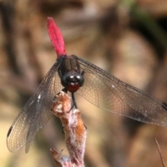 Orthetrum villosovittatum (Fiery Skimmer) at Mogo, NSW - 26 Feb 2019 by jb2602