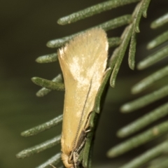 Telocharacta metachroa (A concealer moth) at Weetangera, ACT - 25 Feb 2019 by AlisonMilton