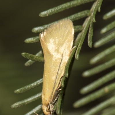 Telocharacta metachroa (A concealer moth) at Weetangera, ACT - 25 Feb 2019 by AlisonMilton