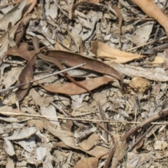 Morethia boulengeri (Boulenger's Skink) at Mount Painter - 26 Feb 2019 by AlisonMilton