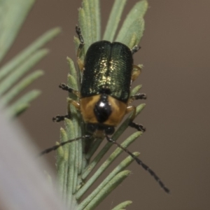 Aporocera (Aporocera) consors at Weetangera, ACT - 26 Feb 2019