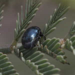 Ditropidus sp. (genus) at Weetangera, ACT - 26 Feb 2019 10:10 AM