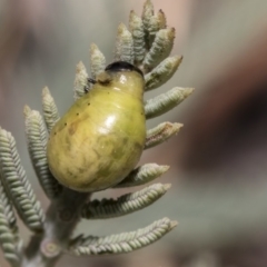 Calomela sp. (genus) (Acacia leaf beetle) at Weetangera, ACT - 25 Feb 2019 by AlisonMilton