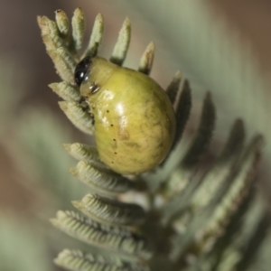 Calomela sp. (genus) at Weetangera, ACT - 26 Feb 2019 10:32 AM