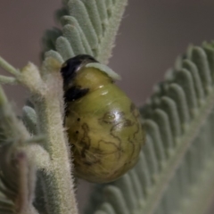 Calomela sp. (genus) at Weetangera, ACT - 26 Feb 2019 10:32 AM