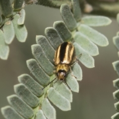 Monolepta froggatti (Leaf beetle) at Weetangera, ACT - 26 Feb 2019 by AlisonMilton