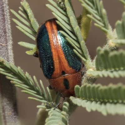 Calomela curtisi (Acacia leaf beetle) at Weetangera, ACT - 25 Feb 2019 by AlisonMilton