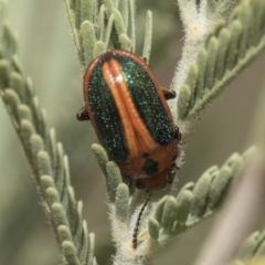 Calomela curtisi at Weetangera, ACT - 26 Feb 2019 09:44 AM