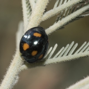 Orcus australasiae at Weetangera, ACT - 26 Feb 2019 11:01 AM