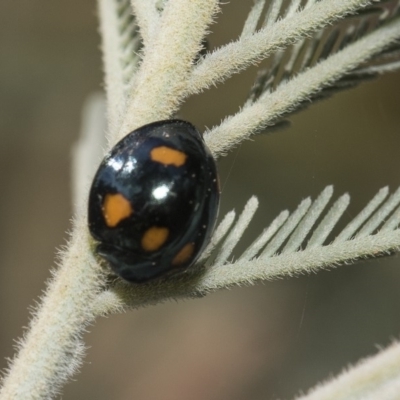 Orcus australasiae (Orange-spotted Ladybird) at Weetangera, ACT - 26 Feb 2019 by AlisonMilton