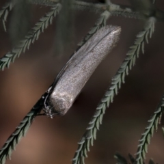 Palimmeces undescribed species near concolor at Weetangera, ACT - 25 Feb 2019 by AlisonMilton