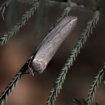 Palimmeces undescribed species near concolor at Weetangera, ACT - 25 Feb 2019 by AlisonMilton