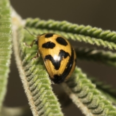 Peltoschema oceanica (Oceanica leaf beetle) at Weetangera, ACT - 26 Feb 2019 by AlisonMilton