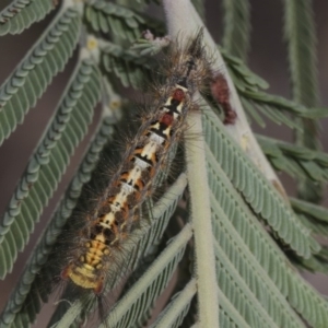 Acyphas semiochrea at Weetangera, ACT - 26 Feb 2019 11:59 AM