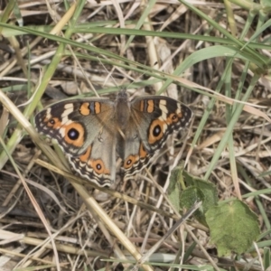 Junonia villida at Cook, ACT - 26 Feb 2019 12:34 PM