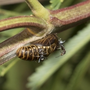 Jalmenus icilius at Cook, ACT - 26 Feb 2019 01:32 PM